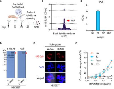 Novel S2 subunit-specific antibody with broad neutralizing activity against SARS-CoV-2 variants of concern